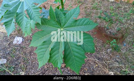 Immagine botanica del fagiolo di ricino, di Ricinus communis, decorativo, a rapida crescita, di calore-loving, pianta di giardino con le foglie grandi. Fagiolo di ricino (Ricinus communis Foto Stock