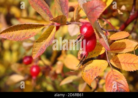 Bacche di rosa rossa mature su sfondo di foglie d'arancia variegate. Pianta medicinale, vitamina C. Foto Stock