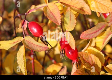 Bacche di rosa rossa mature su sfondo di foglie d'arancia variegate. Pianta medicinale, vitamina C. Foto Stock