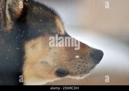 Un cane Husky chiude gli occhi nella neve Foto Stock