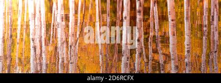 Riflessi di tronchi di betulla e foglie dorate in acqua. Sfondo panoramico autunnale, banner web autunnale Foto Stock