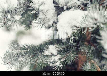 rami innevati di un primo piano albero di natale Foto Stock