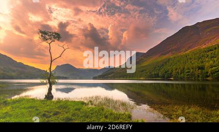 Alba sul lago Buttermere in Lake District, UK.Lone albero a Dawn.Paintly mattina paesaggio scena con le nuvole arancioni nel cielo.natura sfondo. Foto Stock