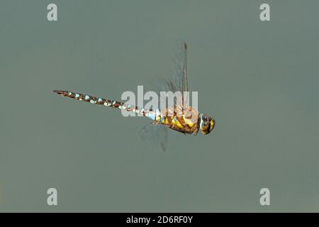 Scarsa aeshna, falco migrante (Aeshna mixta), maschio volante, vista laterale, Germania, Baviera Foto Stock