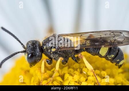 Digger Wasp (Cerceris rybyensis), uomo, Germania Foto Stock