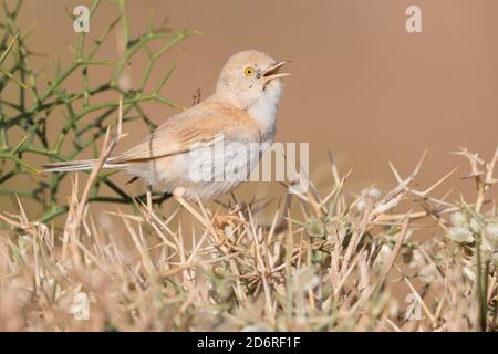 Guerriero del deserto africano (Sylvia deserti), adulto che canta dalla cima di un cespuglio, Marocco Foto Stock