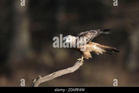 Red kite (Milvus milvus), primo inverno Red Kite appollaiato su un tronco d'albero, Svezia Foto Stock