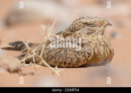 Giara da notte egiziana (Caprimulgus aegyptius saharae, Caprimulgus saharae), adulto che riposa a terra, Marocco Foto Stock