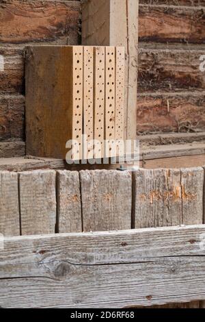 Hotel di insetto per api selvatiche fatti con tavole di legno, Germania Foto Stock