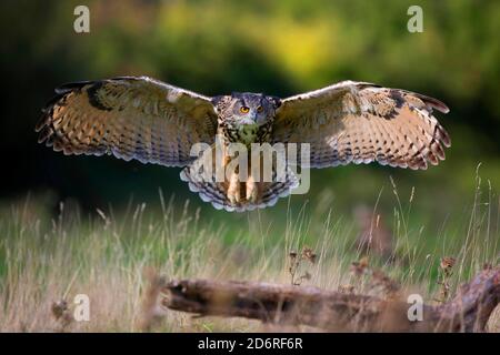 gufo dell'aquila settentrionale (Bubo bubo), in avvicinamento di atterraggio su un ramo morto, vista frontale, Regno Unito, Galles, Pembrokeshire Foto Stock