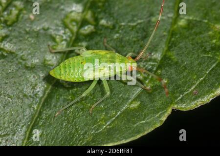 Erba medica, Alfalfa Plant bug (Adelphocoris lineolatus), larva, Germania Foto Stock