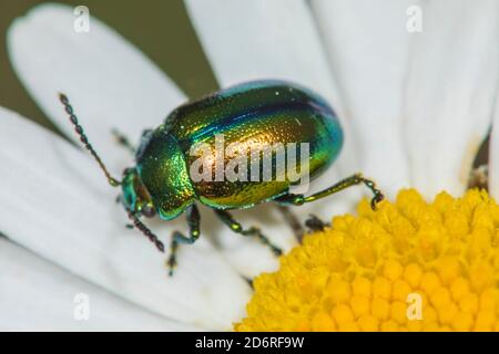 Dlochrysa (Dlochrysa fastuosa, Chrysolina fastuosa), siede su un bue-eye daisy, Germania Foto Stock