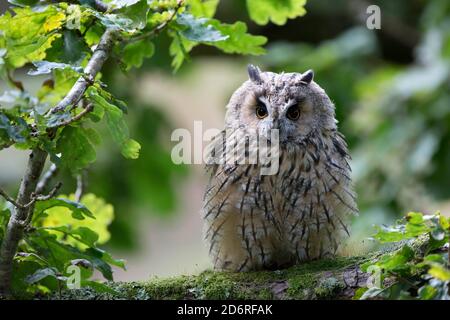 Gufo a long-eared (Asio otus), che si trova su un ramo di muschio, vista frontale, Regno Unito, Galles, Pembrokeshire Foto Stock