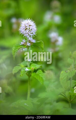 Wild Water mint, acqua di menta, menta Cavallo (Mentha aquatica), fioritura, Germania Foto Stock