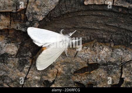 Coda gialla, coda dorata, falena cigno (Euproctis similis, Porthesia similis, Sfrageidus similis), seduta su corteccia con ali allungate, vista dorsale, F. Foto Stock