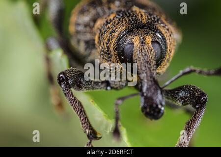 Pinzette di abete, pinzette di pino, pinzette di pino grande (Hylobius abietis), ritratto, Germania Foto Stock