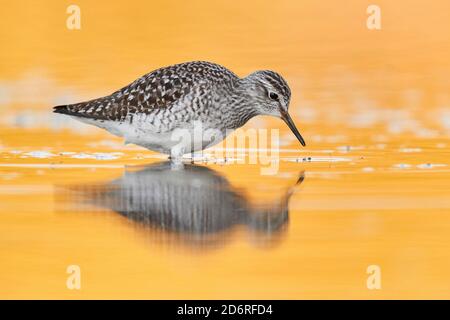 Sandpiper in legno (Tringa glareola), vista laterale di un adulto in piedi in acqua, Italia, Campania Foto Stock