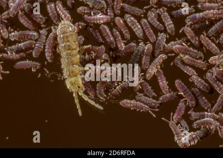 Comune coda nera d'acqua dolce (Podura aquatica), con coda di molla su un'altra specie, la Germania Foto Stock