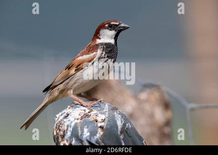 Passera italiana, passera Cisalpina (Passer italiae), maschio adulto appollaiato su un palo di recinzione, Italia Foto Stock