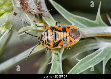 Ornate cavolo bug (Eurydema ornata, Eurydema ornatum), siede su una foglia, la Germania Foto Stock
