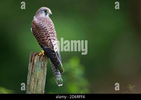 European Kestrel, Eurasian Kestrel, Old World Kestrel, Common Kestrel (Falco tinnunculus), che si trova su un palo di legno, Regno Unito, Galles, Foto Stock