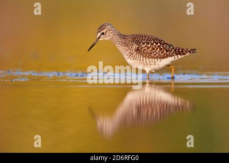 Sandpiper in legno (Tringa glareola), vista laterale di un adulto in piedi in acqua, Italia, Campania Foto Stock