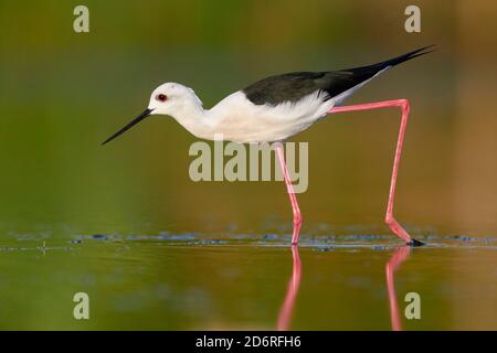 Palafitte alato nero (Himantopus himantopus), uomo adulto che cammina in uno stagno, Italia, Campania Foto Stock