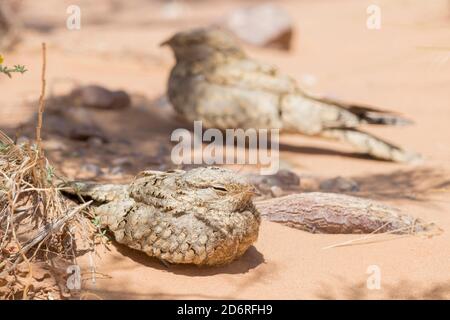 Giara da notte egiziana (Caprimulgus aegyptius saharae, Caprimulgus saharae), adulto che riposa a terra un altro si trova dietro, Marocco Foto Stock