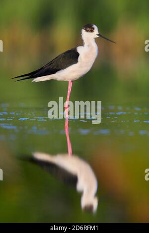 Palafitte alato nero (Himantopus himantopus), uomo adulto in piedi in acqua, Italia, Campania Foto Stock