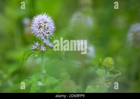 Wild Water mint, acqua di menta, menta Cavallo (Mentha aquatica), fioritura, Germania Foto Stock