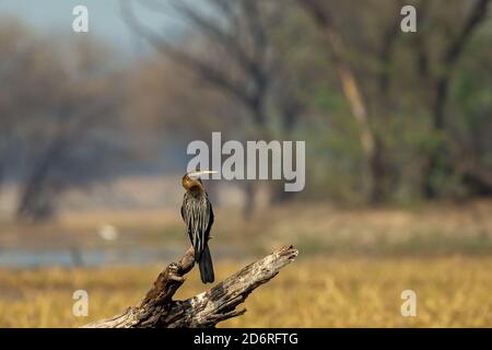 Darter orientale o darter indiano arroccato sul ramo in naturale sfondo verde e paesaggio panoramico al parco nazionale keoladeo o. bharatpur india Foto Stock