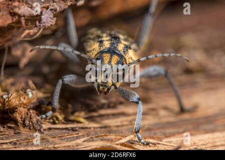 Aspen zebra beetle, rustic borer (Xylotrechus rusticus, Rusticoclytus rusticus), ritratto, vista frontale, Germania Foto Stock