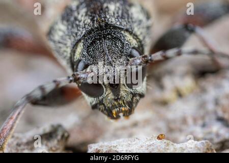 Aspen zebra beetle, borer rustico (Xylotrochus rusticus, Rusticoclytus rusticus), ritratto, Germania Foto Stock