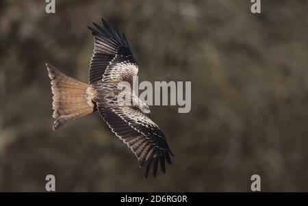 Red kite (Milvus milvus), primo inverno Red Kite che vola a bordo di una foresta, in Svezia Foto Stock