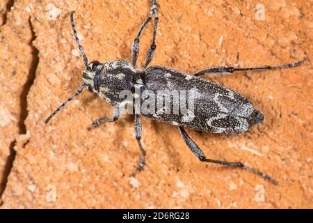 Aspen zebra beetle, borer rustico (Xylotrochus rusticus, Rusticoclytus rusticus), su legno, vista ravvicinata, Germania