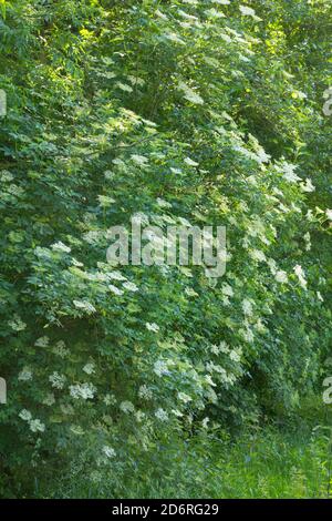 Anziano nero europeo, mirtillo, anziano comune (Sambucus nigra), anziano fiorente, Germania Foto Stock