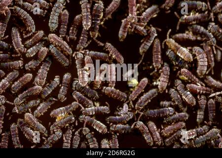 Comune coda di primavera nera d'acqua dolce (Podura aquatica), macrofotografia di un'aggregazione di code nere d'acqua dolce, Germania Foto Stock