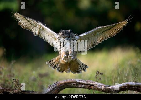 gufo dell'aquila settentrionale (Bubo bubo), in avvicinamento di atterraggio su un ramo morto, vista frontale, Regno Unito, Galles, Pembrokeshire Foto Stock