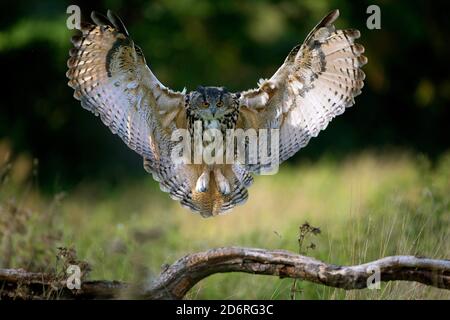 gufo dell'aquila settentrionale (Bubo bubo), in avvicinamento di atterraggio su un ramo morto, vista frontale, Regno Unito, Galles, Pembrokeshire Foto Stock