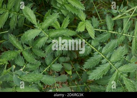 Agrimonia eupaoria foglie verdi fresche Foto Stock