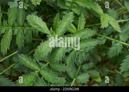 Agrimonia eupaoria foglie verdi fresche Foto Stock