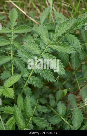 Agrimonia eupaoria foglie verdi fresche Foto Stock