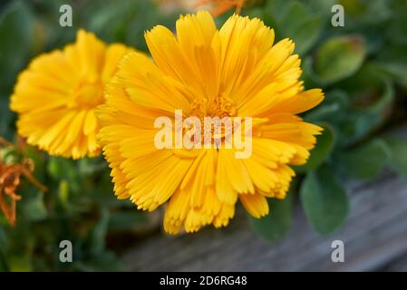 Calendula officinalis fiori d'arancio Foto Stock