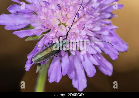 Il coleottero di Longhorn (Phytoecia nigricornis), siede su un campo scabious, Knautia arvensis, Germania Foto Stock