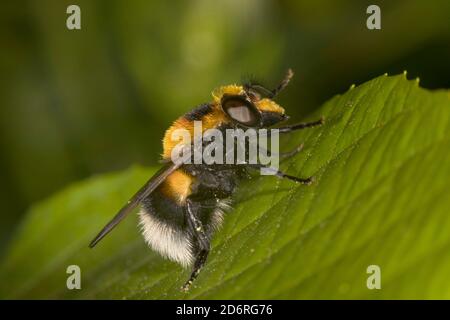 Bumblebee mimare hoverfly (Volucella bomylans), seduto su una foglia, vista laterale, Germania Foto Stock