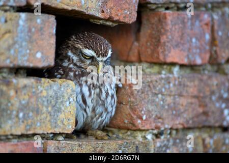 Piccolo gufo (Athene noctua), perches in una nicchia di parete e di riposo, Regno Unito, Galles, Pembrokeshire Foto Stock