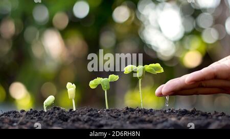 Le mani di persone che annaffiano piccole piante e il concetto di cura ambientale e la Giornata Mondiale dell'ambiente. Foto Stock