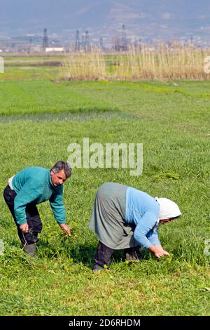 Agricoltori che lavorano nei campi, Albania meridionale Foto Stock