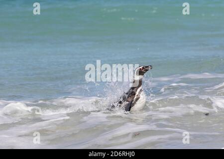 Magellanic Penguin (Spheniscus magellanicus), sulla spiaggia di lasciare l'oceano. America del Sud, Isole Falkland, Gennaio Foto Stock