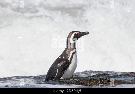 Magellanic Penguin (Spheniscus magellanicus), sulla spiaggia di lasciare l'oceano. America del Sud, Isole Falkland, Gennaio Foto Stock